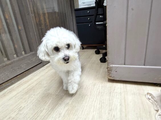 ヌーノクラブ 犬のペットホテル 東京 中野区 フリースペースでのびのび お預かり中 マルチーズ×シーズーのココ