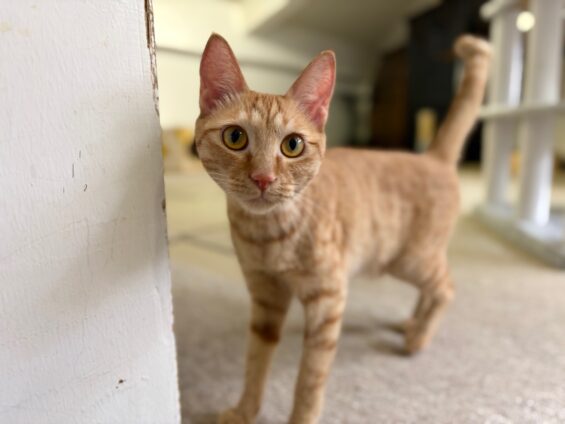 ヌーノクラブ　猫専用ペットホテル　都内　中野区　フリースペースでのびのび　お預り中の猫ちゃん　ミックスのこむぎ、こたつ