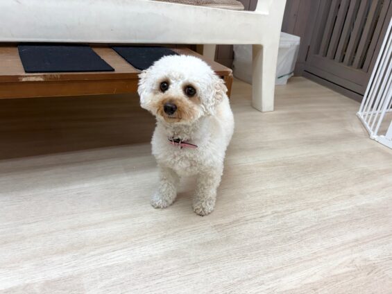 ヌーノクラブ 犬のペットホテル 東京 中野区 フリースペースでのびのび お預かり中 トイプードルのコロン、バンビ