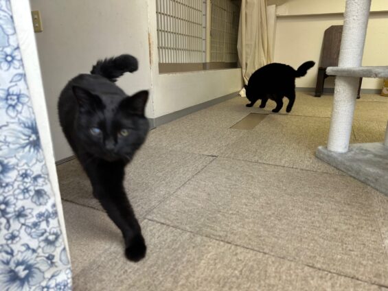 ヌーノクラブ 猫専用ペットホテル 都内 中野区 フリースペースでのびのび お預り中の猫ちゃん 黒猫のハルポニャ