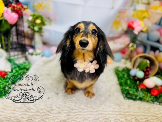 ペットサロン、ヌーノクラブ、可愛くリーズナブルにトリミング　ダックスのコロ_640