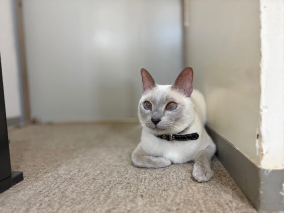 ヌーノクラブ　猫専用ペットホテル　都内　中野区　フリースペースでのびのび　お預り中の猫ちゃん　トンキニーズのタケル