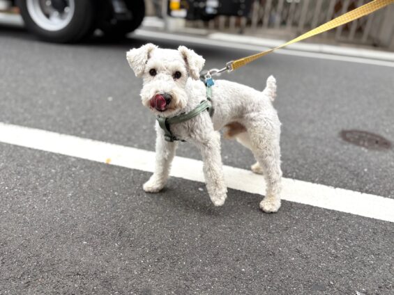 ヌーノクラブ 犬のペットホテル 東京 中野区 フリースペースでのびのび お預かり中 ミニチュアシュナウザーのチャック