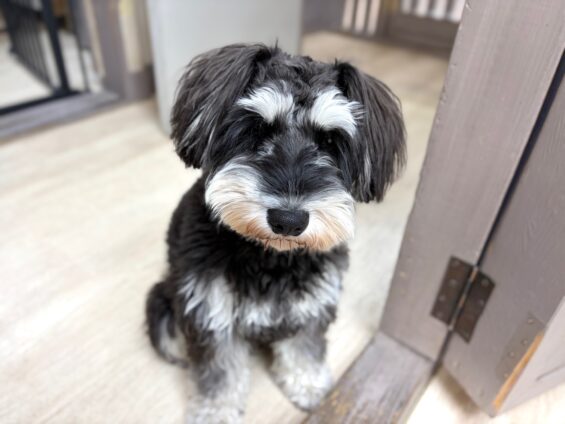 ヌーノクラブ 犬のペットホテル 東京 中野区 フリースペースでのびのび お預かり中 ミニチュアシュナウザーのジョニ-