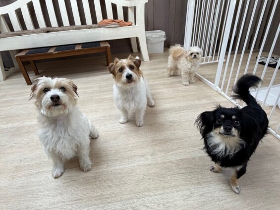 ヌーノクラブ　犬のペットホテル　東京　中野区　フリースペースでのびのび　お預かり中　チワックスのリリー