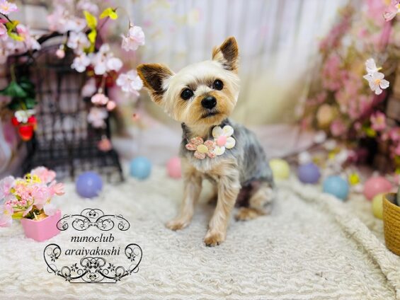 ペットサロン、ヌーノクラブ、可愛くリーズナブルにトリミング　ペットサロン、ヌーノクラブ、可愛くリーズナブルにトリミング　ヨーキーのくるみ３_640