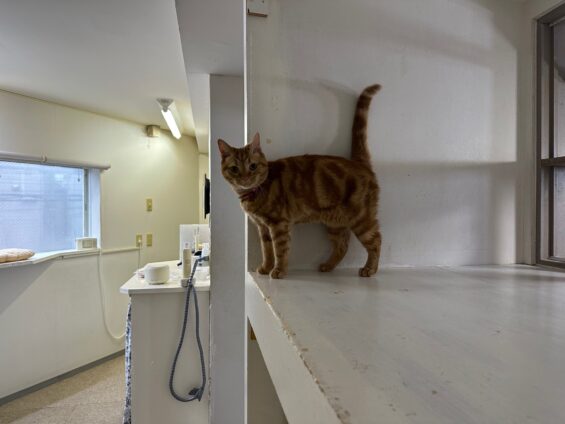 ヌーノクラブ 猫専用ペットホテル 都内 中野区 フリースペースでのびのび お預り中の猫ちゃん アメリカンショートヘアのカメ
