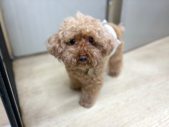 ヌーノクラブ　犬のペットホテル　東京　中野区　フリースペースでのびのび　お預かり中　トイプードルのマロン