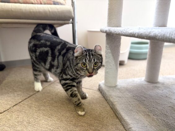 ヌーノクラブ　猫専用ペットホテル　都内　中野区　フリースペースでのびのび　お預り中の猫ちゃん　アメリカンカールのタビ