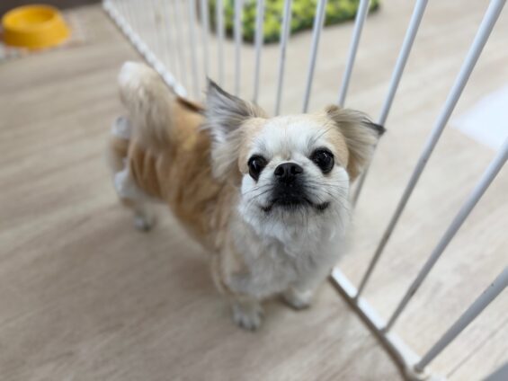 ヌーノクラブ　犬のペットホテル　東京　中野区　フリースペースでのびのび　お預かり中　ペキニーズ×チワワのマーニャ