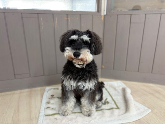 ヌーノクラブ　犬のペットホテル　東京　中野区　フリースペースでのびのび　お預かり中　ミニチュアシュナウザーのジョニー