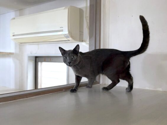 ヌーノクラブ　猫専用ペットホテル　都内　中野区　フリースペースでのびのび　お預り中の猫ちゃん　ロシアンブルーのレオ