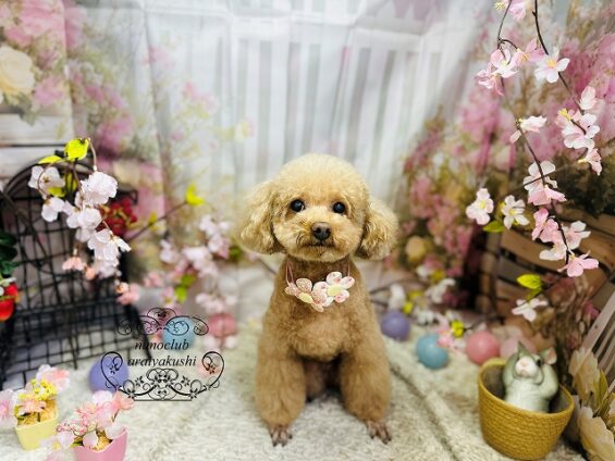 ペットサロン、ヌーノクラブ、可愛くリーズナブルにトリミング　ペットサロン、ヌーノクラブ、可愛くリーズナブルにトリミング