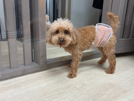 ヌーノクラブ　犬のペットホテル　東京　中野区　フリースペースでのびのび　お預かり中　トイプードルのぽんた