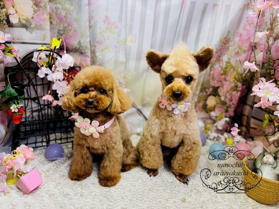 ペットサロン、ヌーノクラブ、可愛くリーズナブルにトリミング　ペットサロン、ヌーノクラブ、可愛くリーズナブルにトリミング　トイプードルのもこ、ちゅーい_640