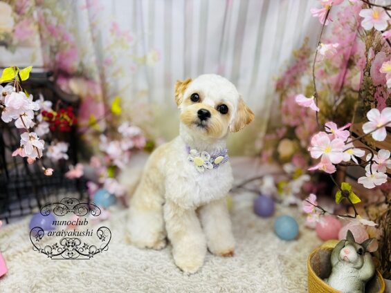 ペットサロン、ヌーノクラブ、可愛くリーズナブルにトリミング　ペットサロン、ヌーノクラブ、可愛くリーズナブルにトリミング　マルプーのむく２_640