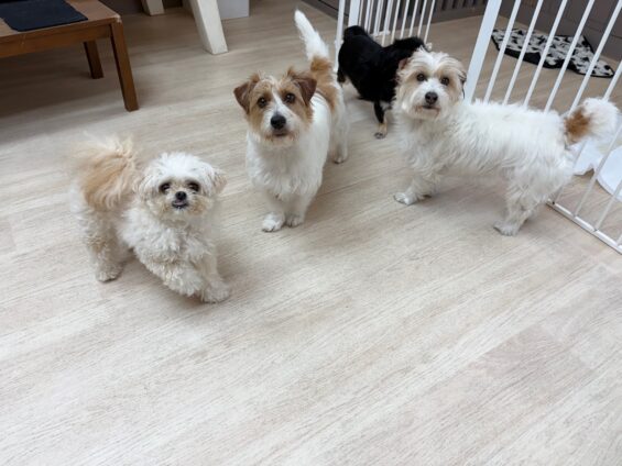 ヌーノクラブ　犬のペットホテル　東京　中野区　フリースペースでのびのび　お預かり中　ポメプーのクマ