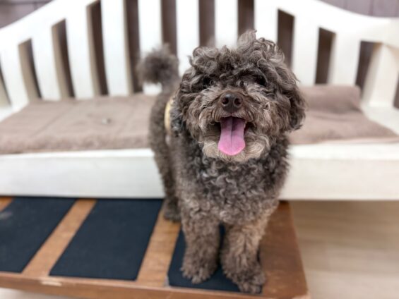 ヌーノクラブ 犬のペットホテル 東京 中野区 フリースペースでのびのび お預かり中 トイプードルのアル、オタ