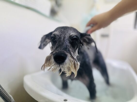 ペットサロン、ヌーノクラブ、可愛くリーズナブルにトリミング　ペットサロン、ヌーノクラブ、可愛くリーズナブルにトリミング 