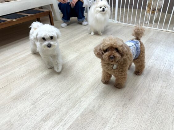 ヌーノクラブ 犬のペットホテル 東京 中野区 フリースペースでのびのび お預かり中 マルチーズ×シーズーのココ
