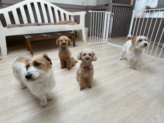 ヌーノクラブ　犬のペットホテル　東京　中野区　フリースペースでのびのび　お預かり中　トイプードルのチョコ、ハコ