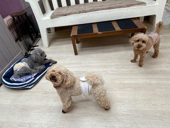 ヌーノクラブ　犬のペットホテル　東京　中野区　フリースペースでのびのび　お預かり中　トイプードルのハル・和栗