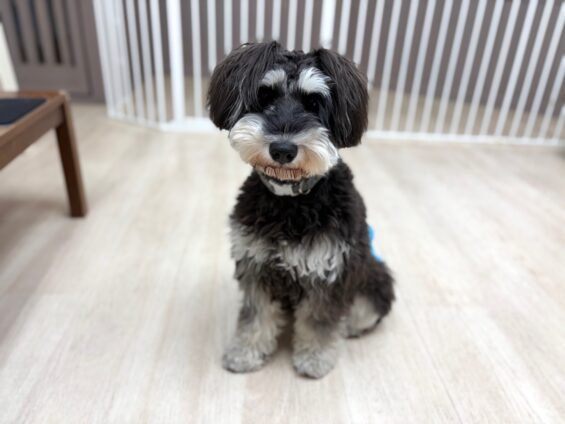 ヌーノクラブ 犬のペットホテル 東京 中野区 フリースペースでのびのび お預かり中 ミニチュアシュナウザーのジョニ-