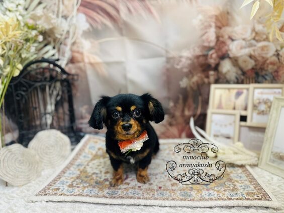 ペットサロン、ヌーノクラブ、可愛くリーズナブルにトリミング　ペットサロン、ヌーノクラブ、可愛くリーズナブルにトリミング 　