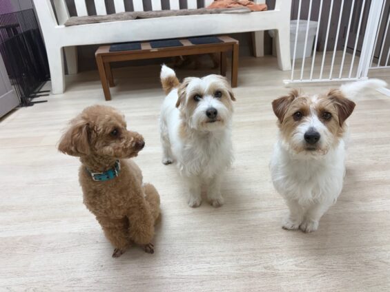 ヌーノクラブ　犬のペットホテル　東京　中野区　フリースペースでのびのび　お預かり中　ジャックラッセルテリアのニコル、クレア