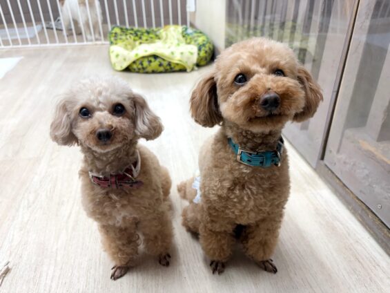 ヌーノクラブ　犬のペットホテル　東京　中野区　フリースペースでのびのび　お預かり中　トイプードルのチョコ、ハコ