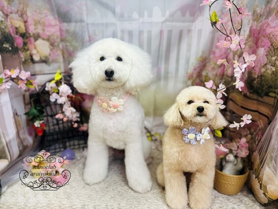 ペットサロン、ヌーノクラブ、可愛くリーズナブルにトリミング　ペットサロン、ヌーノクラブ、可愛くリーズナブルにトリミング　