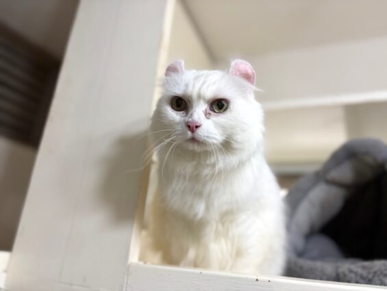 ヌーノクラブ　猫専用ペットホテル　都内　中野区　フリースペースでのびのび　お預り中の猫ちゃん　ミックスのラン