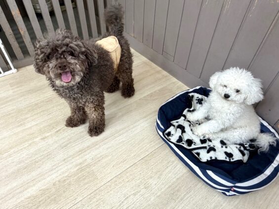 ヌーノクラブ 犬のペットホテル 東京 中野区 フリースペースでのびのび お預かり中 トイプードルのアル、オタ