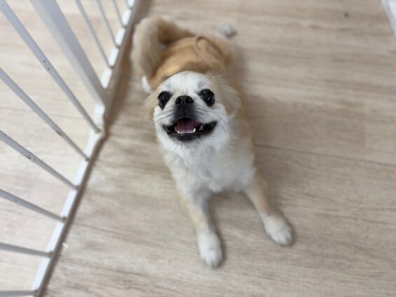 ヌーノクラブ　犬のペットホテル　東京　中野区　フリースペースでのびのび　お預かり中　ペキニーズ×チワワのマーニャ