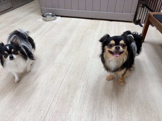 ヌーノクラブ　犬のペットホテル　東京　中野区　フリースペースでのびのび　お預かり中　チワワのぽんたろう、ふうたろう