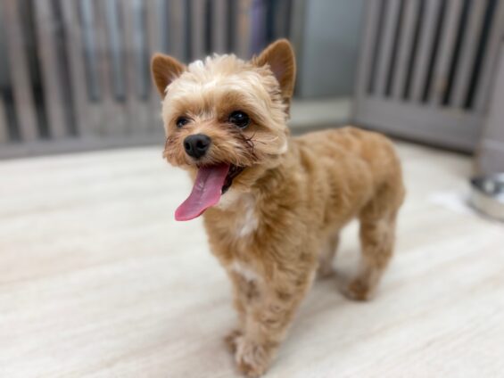 ヌーノクラブ　犬のペットホテル　東京　中野区　フリースペースでのびのび　お預かり中　チワプーの天