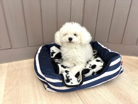 ヌーノクラブ 犬のペットホテル 東京 中野区 フリースペースでのびのび お預かり中 トイプードルのアル、オタ