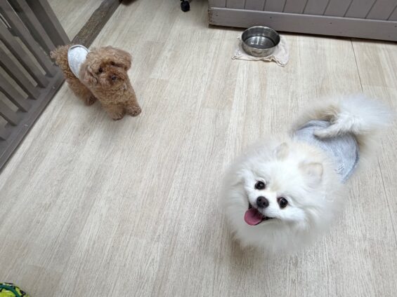 ヌーノクラブ　犬のペットホテル　東京　中野区　フリースペースでのびのび　お預かり中　ポメラニアンのラキ