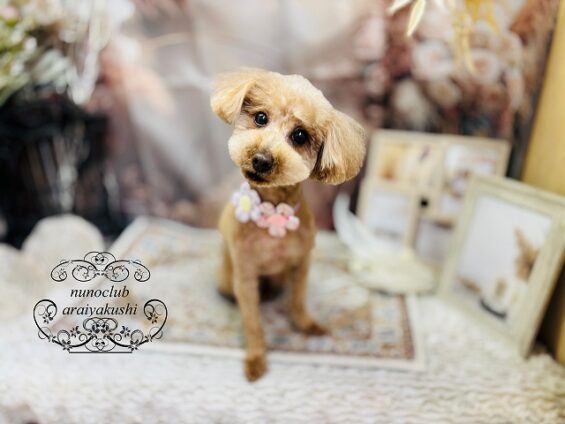 ペットサロン、ヌーノクラブ、可愛くリーズナブルにトリミング　ペットサロン、ヌーノクラブ、可愛くリーズナブルにトリミング 　トイプードルのココ２_640