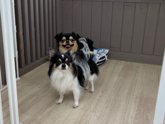 ヌーノクラブ　犬のペットホテル　東京　中野区　フリースペースでのびのび　お預かり中　チワワのぽんたろう、ふうたろう