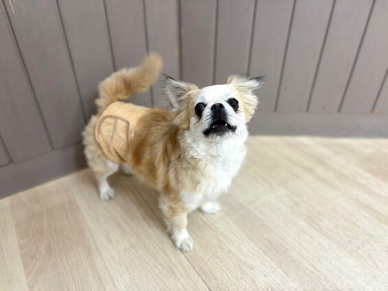 ヌーノクラブ　犬のペットホテル　東京　中野区　フリースペースでのびのび　お預かり中　ペキチワのマーニャ