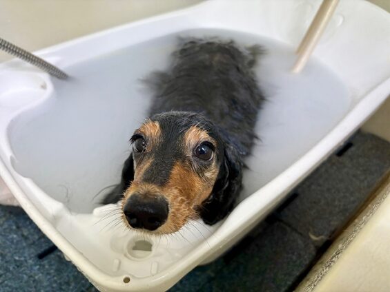 ペットサロン、ヌーノクラブ、可愛くリーズナブルにトリミング　ダックスのころバブル_640