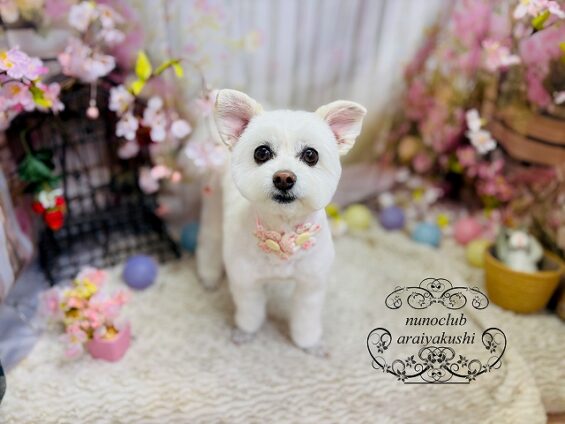 ペットサロン、ヌーノクラブ、可愛くリーズナブルにトリミング　ペットサロン、ヌーノクラブ、可愛くリーズナブルにトリミング　ビショマルの杏仁