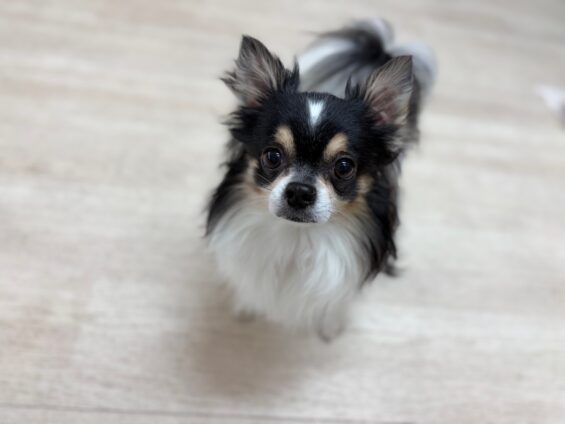 ヌーノクラブ　犬のペットホテル　東京　中野区　フリースペースでのびのび　お預かり中　チワワのぽんたろう、ふうたろう