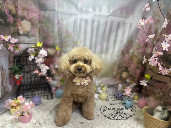 ペットサロン、ヌーノクラブ、可愛くリーズナブルにトリミング　ペットサロン、ヌーノクラブ、可愛くリーズナブルにトリミング　