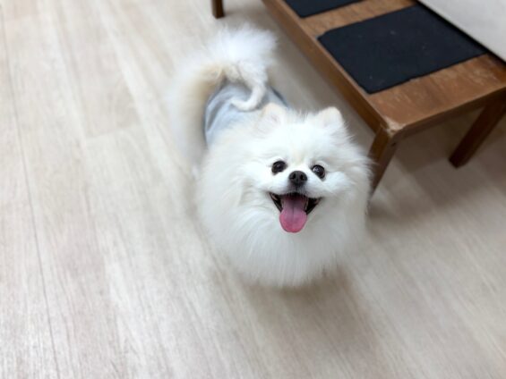 ヌーノクラブ　犬のペットホテル　東京　中野区　フリースペースでのびのび　お預かり中　ポメラニアンのラキ