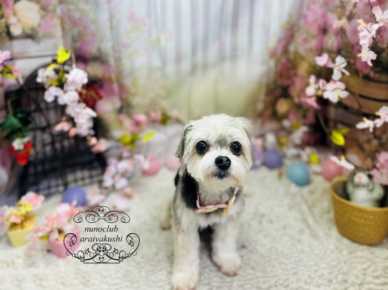 ペットサロン、ヌーノクラブ、可愛くリーズナブルにトリミング　ペットサロン、ヌーノクラブ、可愛くリーズナブルにトリミング　