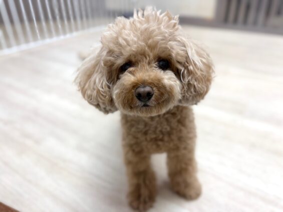 ヌーノクラブ　犬のペットホテル　東京　中野区　フリースペースでのびのび　お預かり中　トイプードルのまる