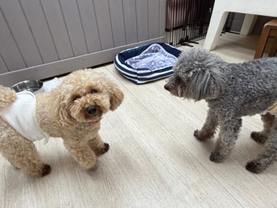 ヌーノクラブ　犬のペットホテル　東京　中野区　フリースペースでのびのび　お預かり中　トイプードルのハル・和栗