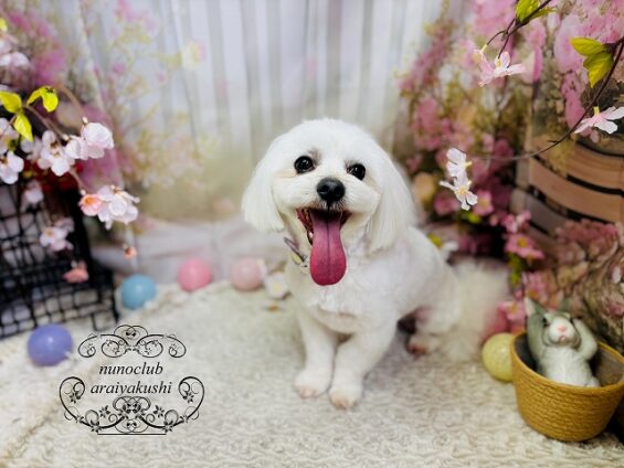 ペットサロン、ヌーノクラブ、可愛くリーズナブルにトリミング　ペットサロン、ヌーノクラブ、可愛くリーズナブルにトリミング 　マルチーズのみるく２_640